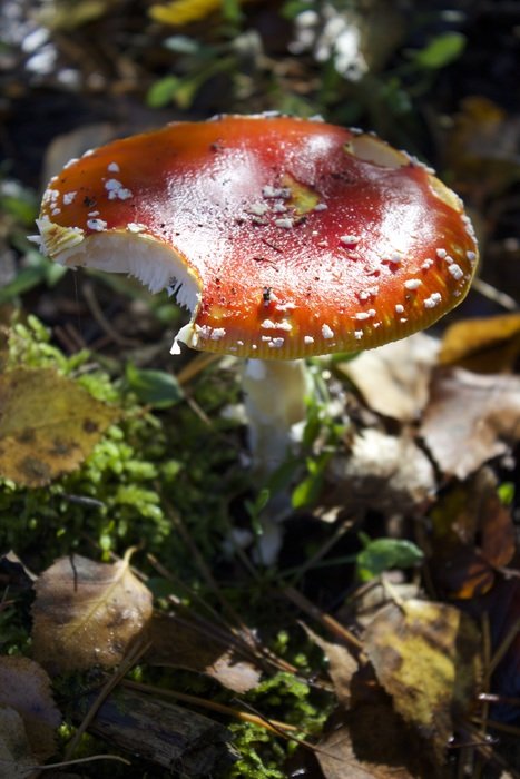 broken fly agaric in the forest