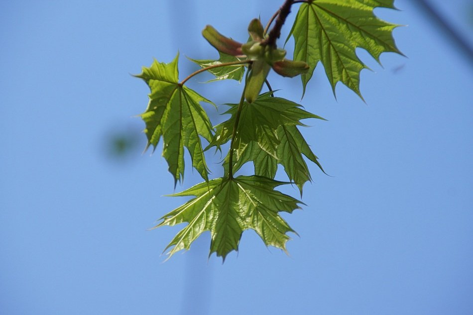 green maple fresh leaves young