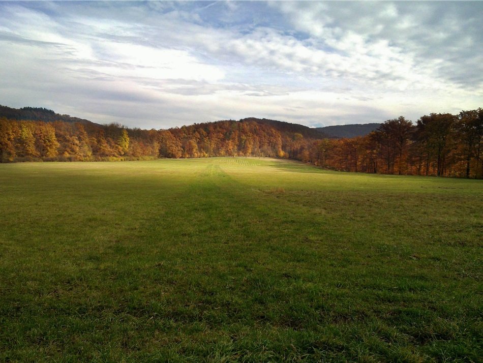 rural meadow on the background of the autumn forest