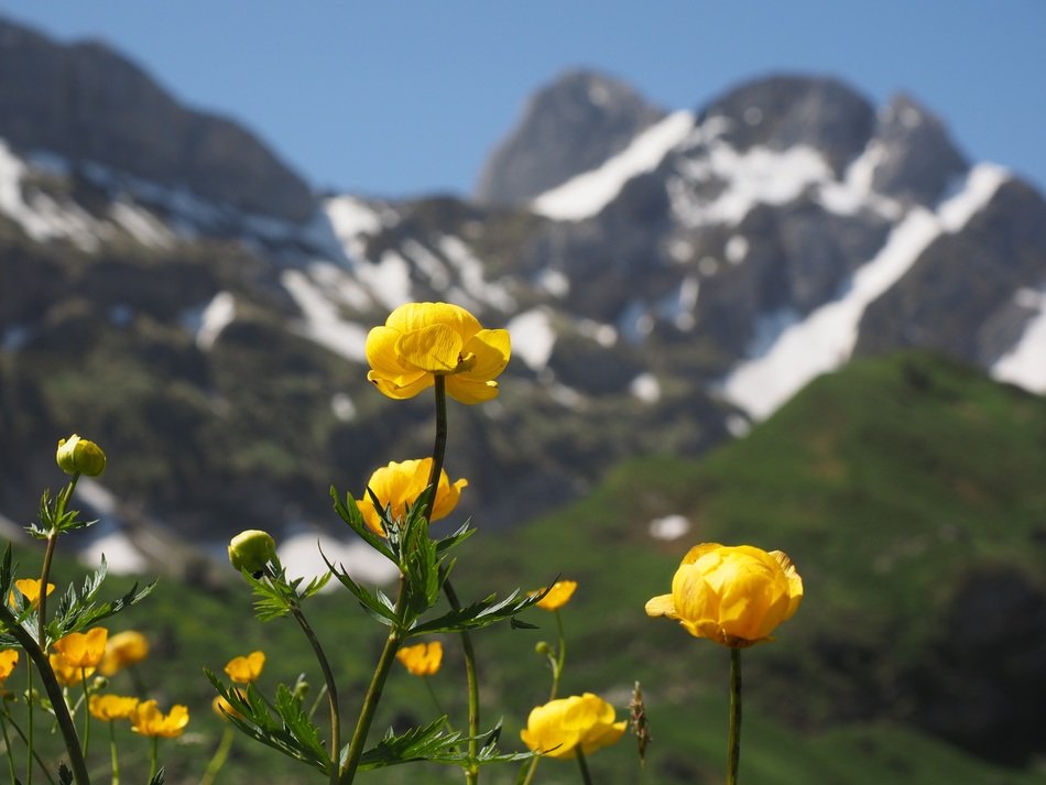 yellow bright flowers in the mountains
