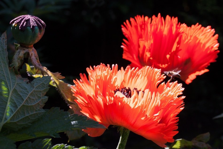 Decorative red poppies in sunlight