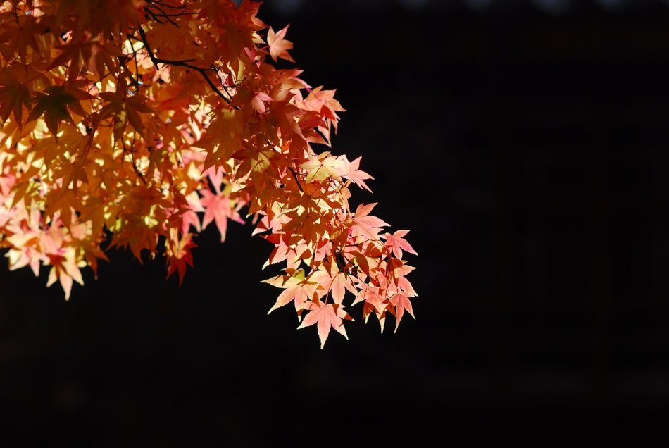 autumn maple tree on a black background
