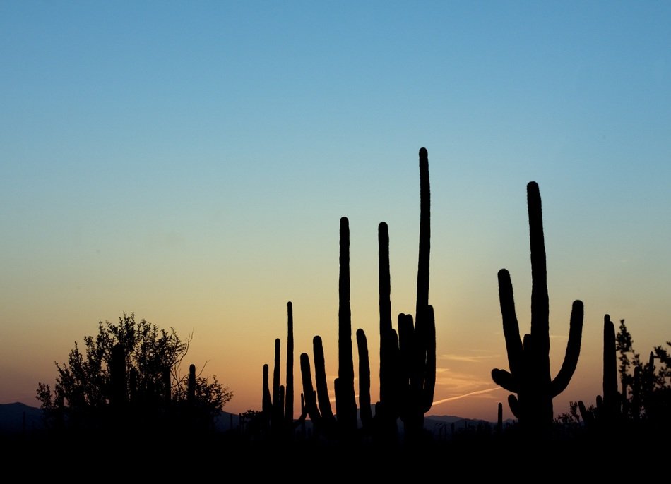 saguaro cactus silhouettes at dusk