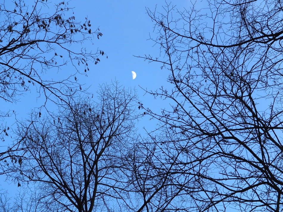 Picture of forest at night