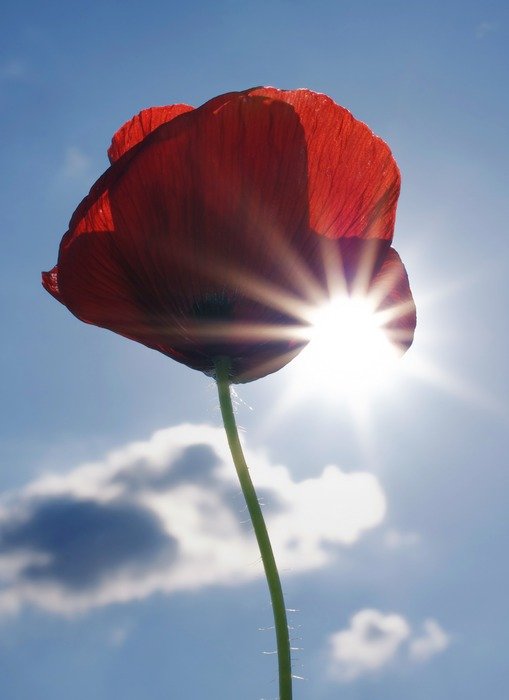 poppy flower in the sun