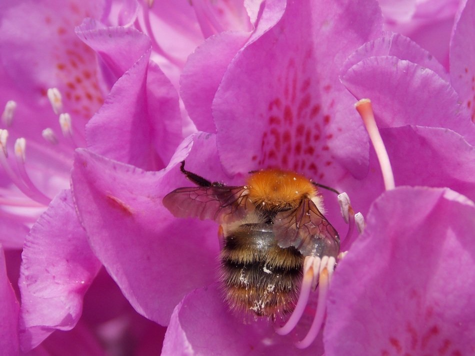 stunningly beautiful rhododendron with hummel