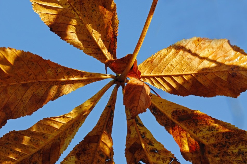 Beautiful brown chestnut leaf in shadow and light at blue sky background