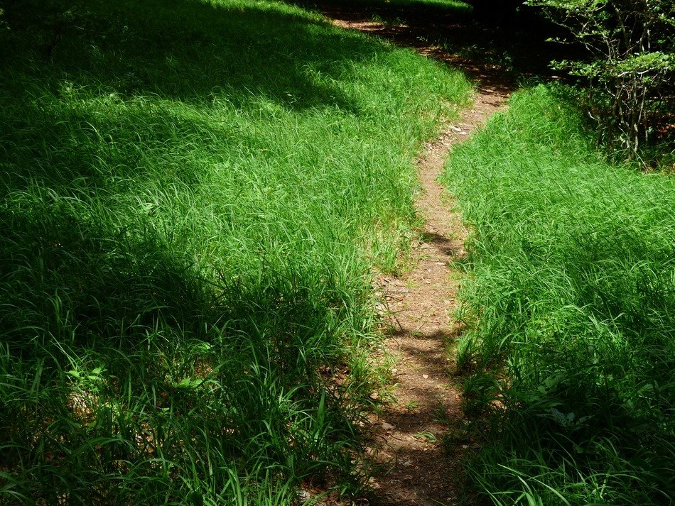 forest path among green grass