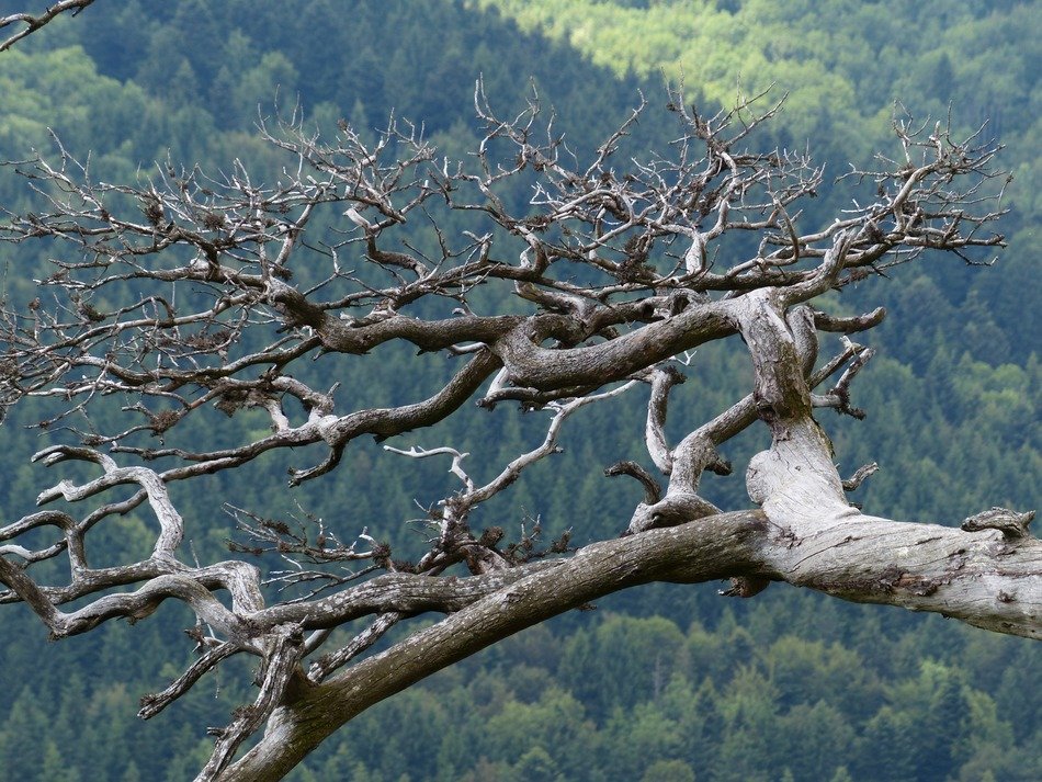 gnarled tree on a background of beautiful nature