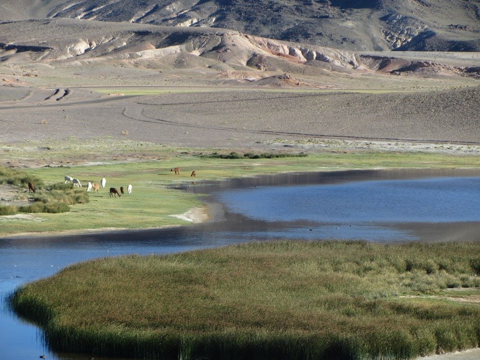 Altiplano - vast plateau in the Andes
