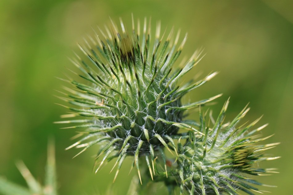 thistle flower plant