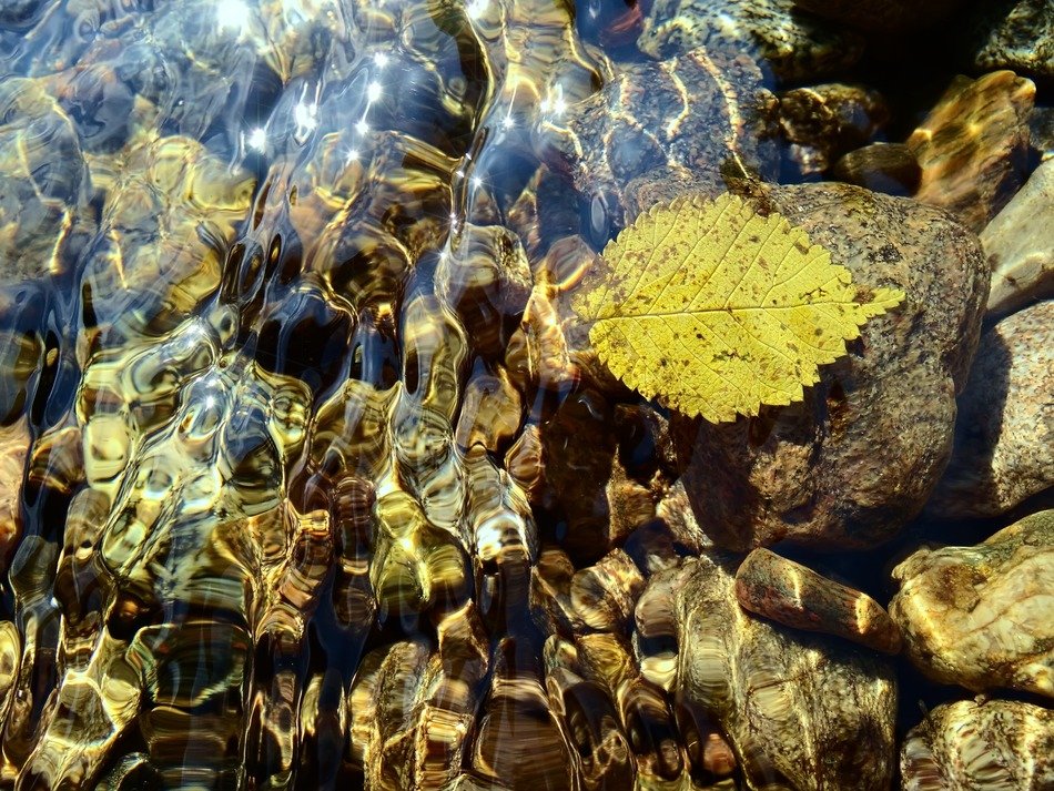 leaf on the surface of crystal clear water