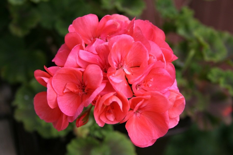 Close-up of the beautiful red and pink geranium flowers with green leaves
