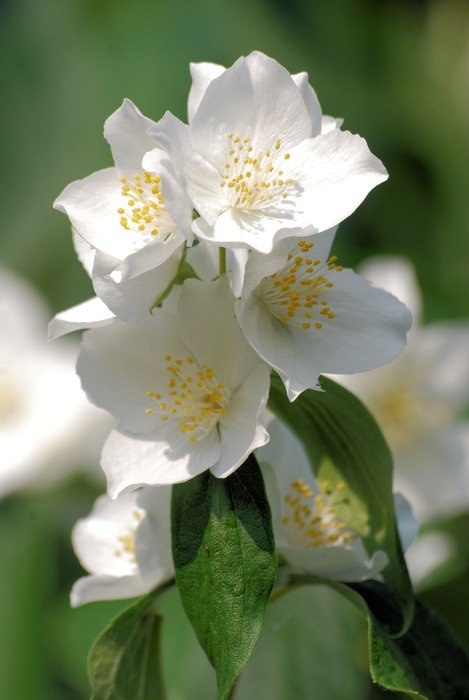 philadelphus coronarius blossoms
