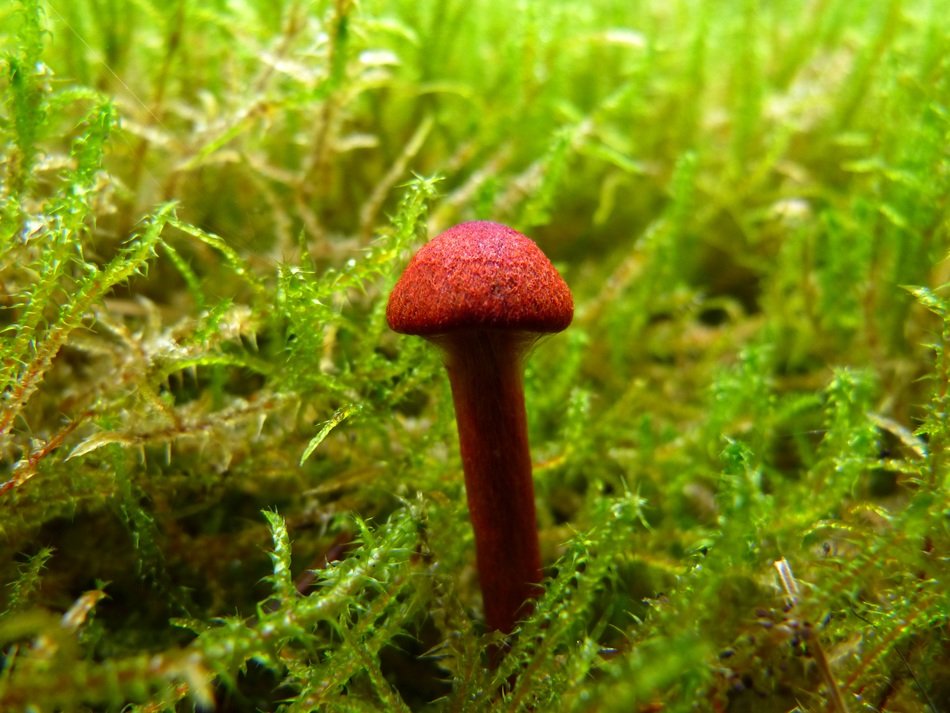 red poisonous mushroom