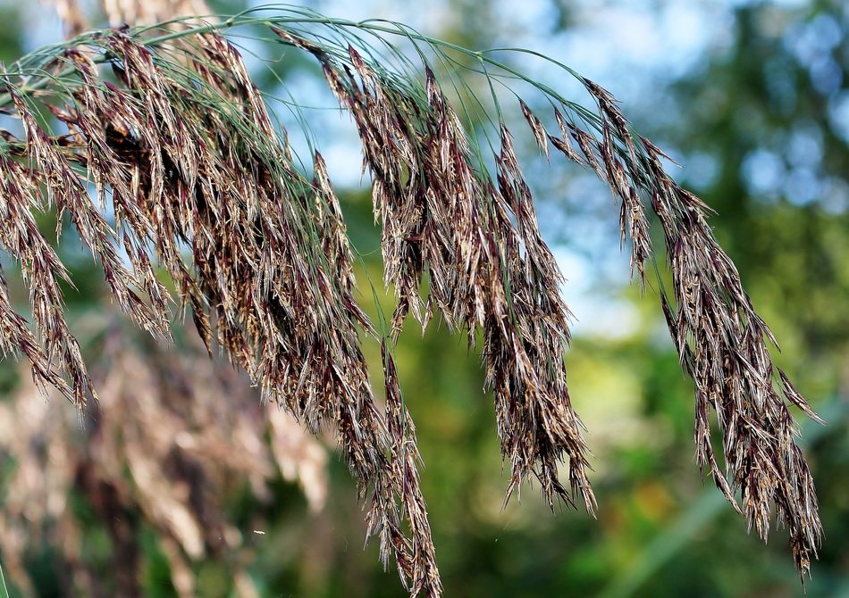 reed with long ears close-up on blurred background