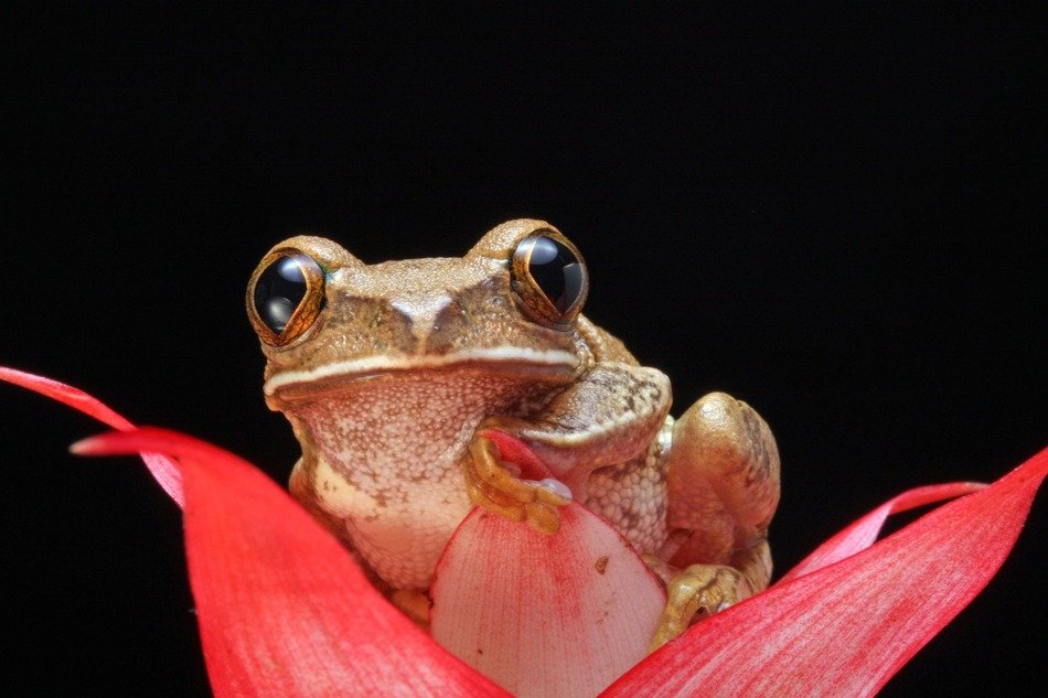 A frog on a pink flower