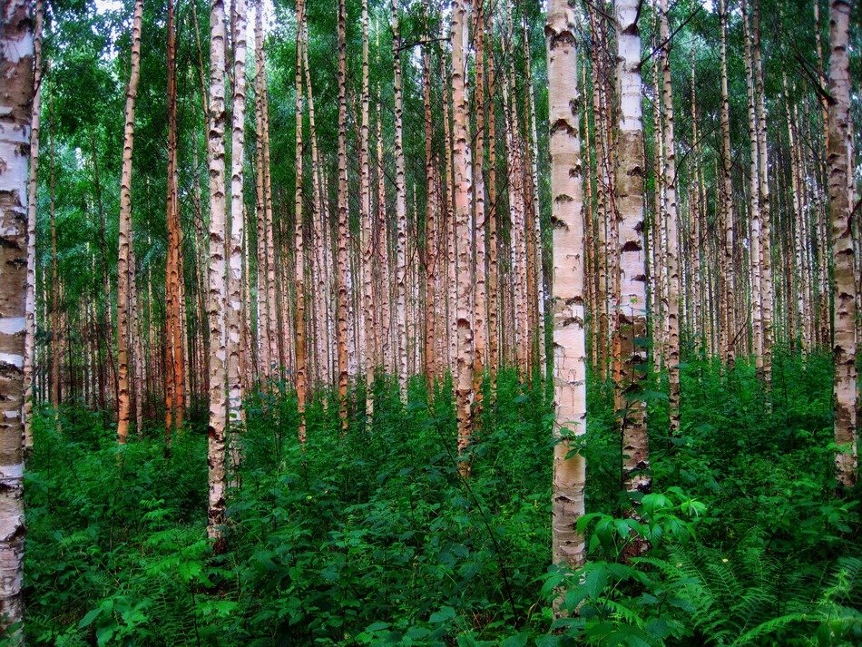 Birch trees in the Finland