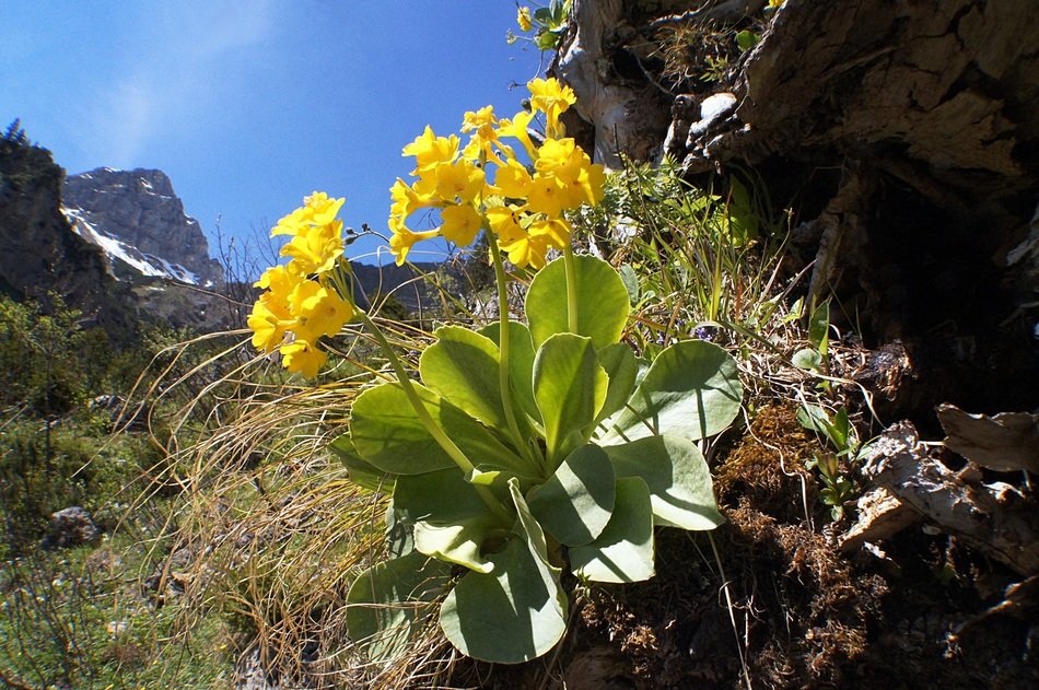 yellow primrose flowers with green leaves among mountains