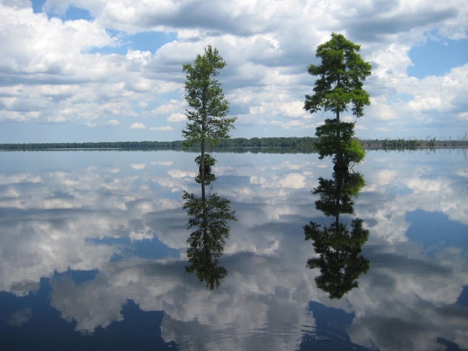 two green trees reflected in mirrored water in north carolina