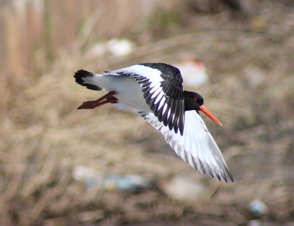 haematopus ostralegus in flight