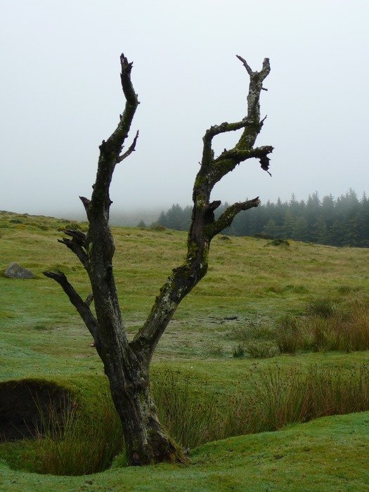 tree in national park in Dartmoor in England