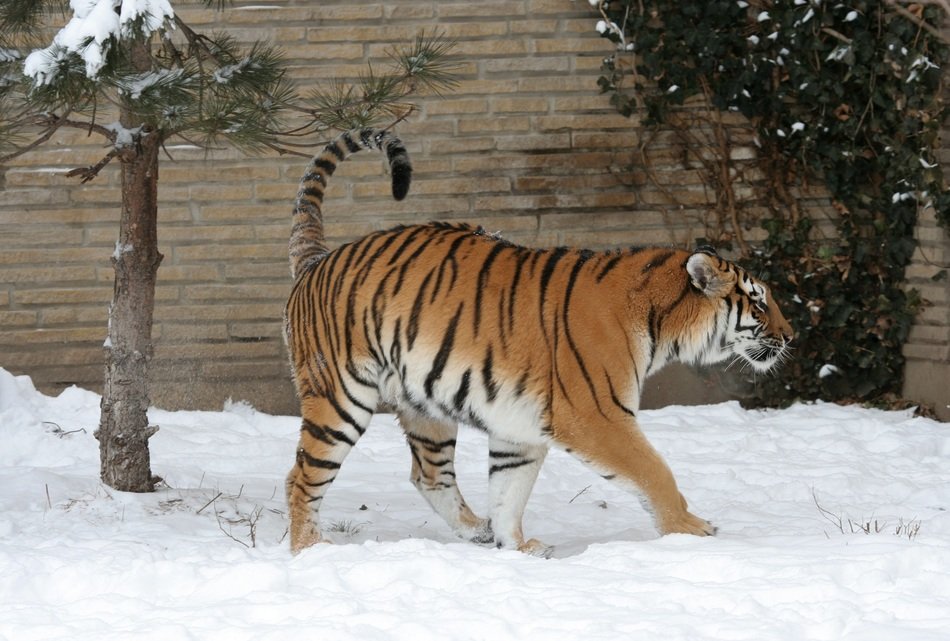 adult tiger on the snow