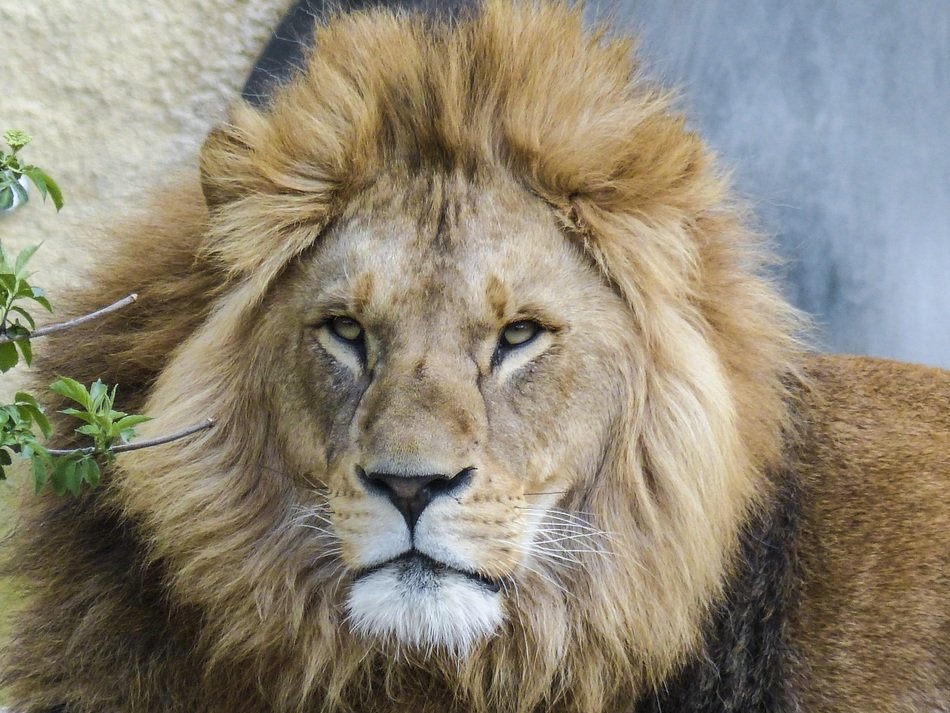 Beautiful big lion in wildlife in Africa