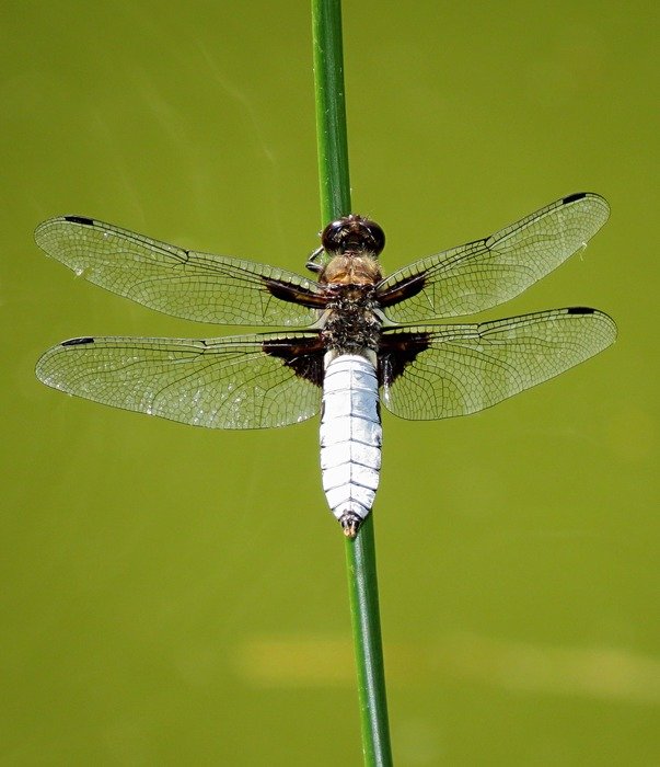 dragonfly on a light green background