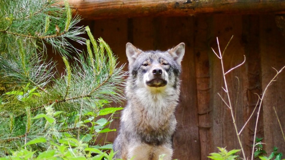 wolf near green plants