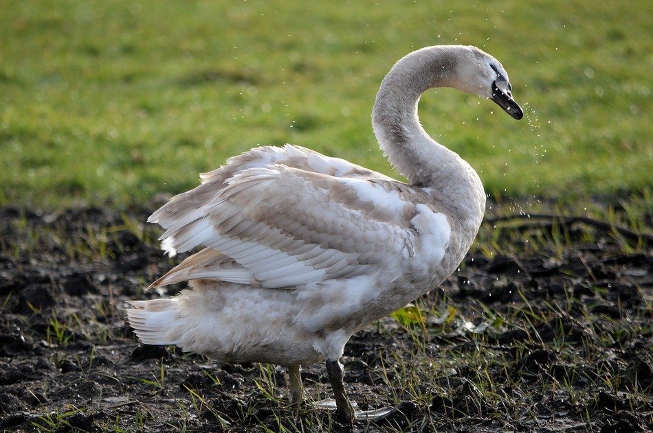 Grey and white swan