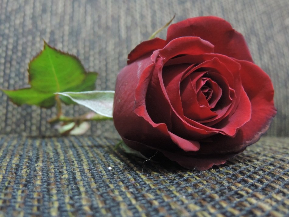 red rose on the couch