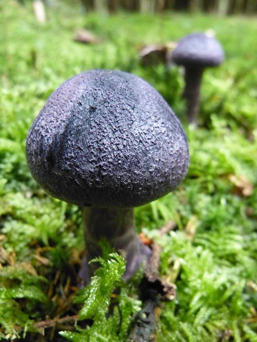 Purple spherical mushrooms on green grass