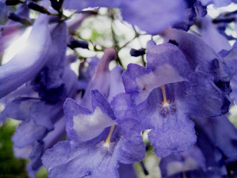 colorful flowering of a jakaranda