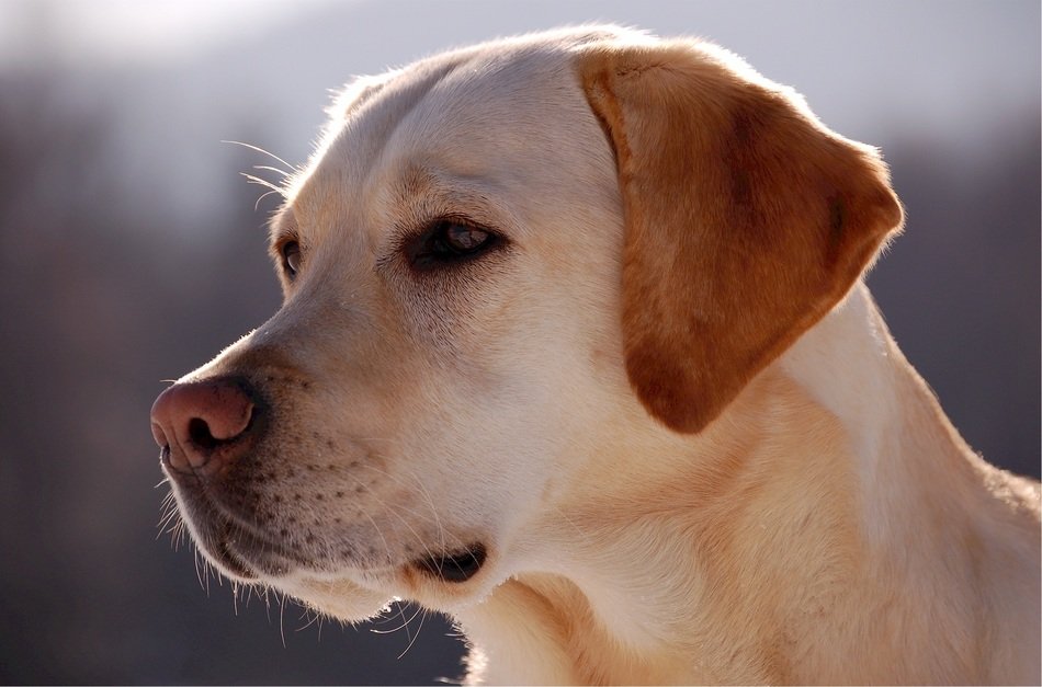 portrait of a yellow labrador