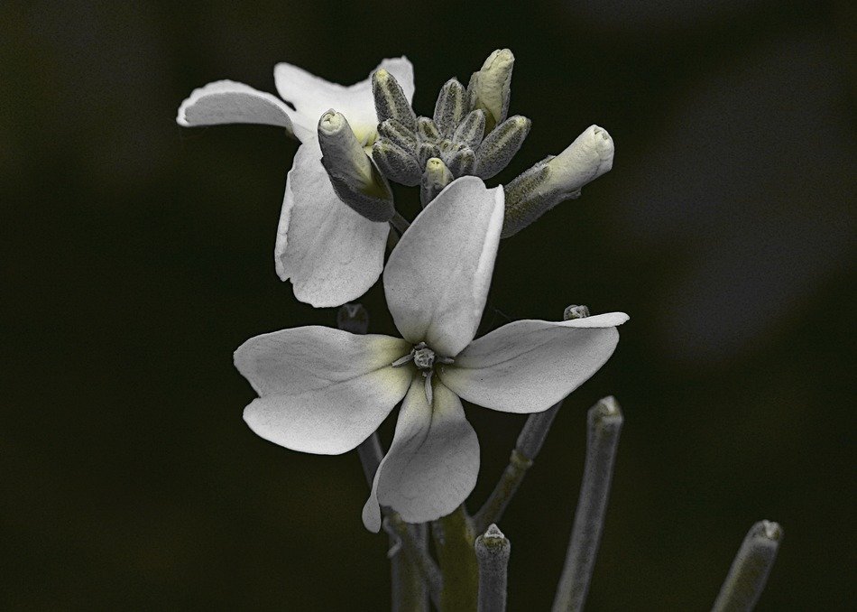black-white image of the white flower