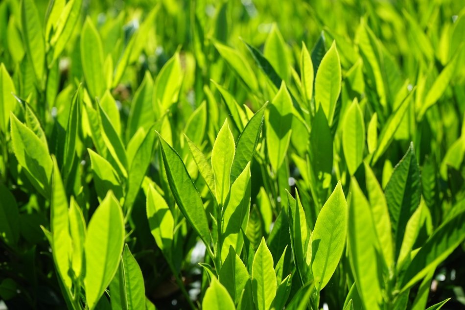 laurus saplings
