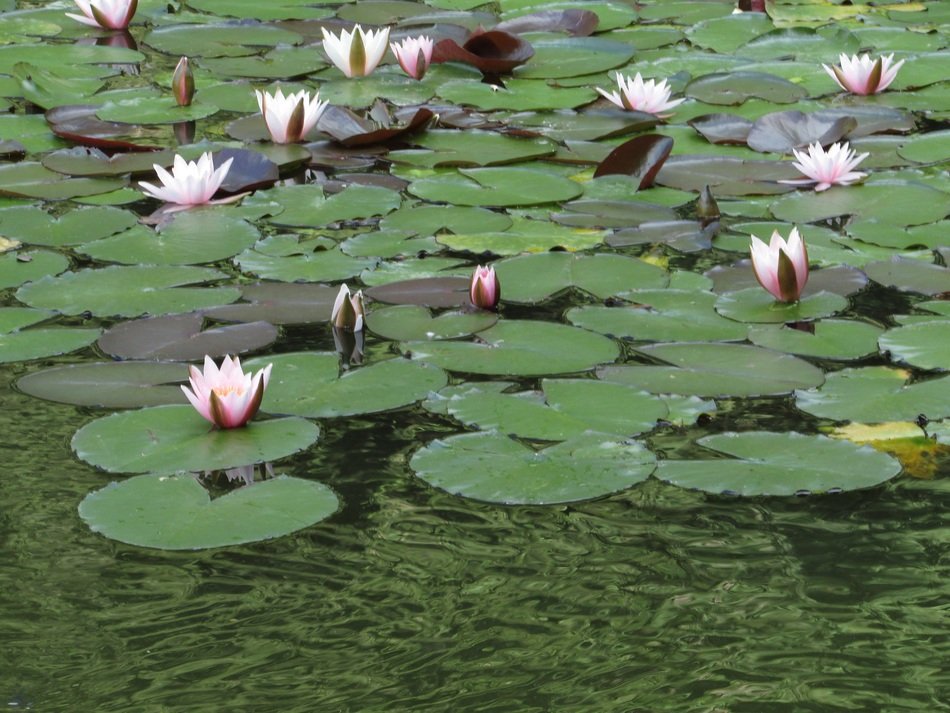 Picture of the water lilies on a pond