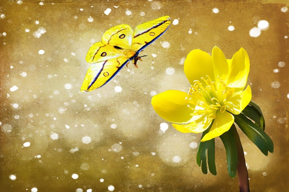 a picture on which the yellow butterfly and a flower in the snow