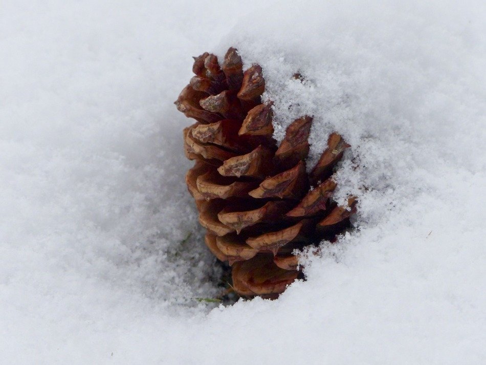 Close-up of the beautiful pine cone in the snow