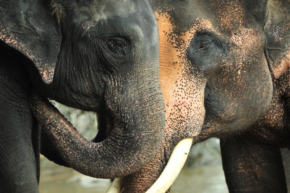 two large elephant near