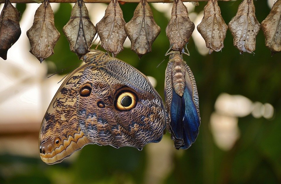 cocoons with butterflies