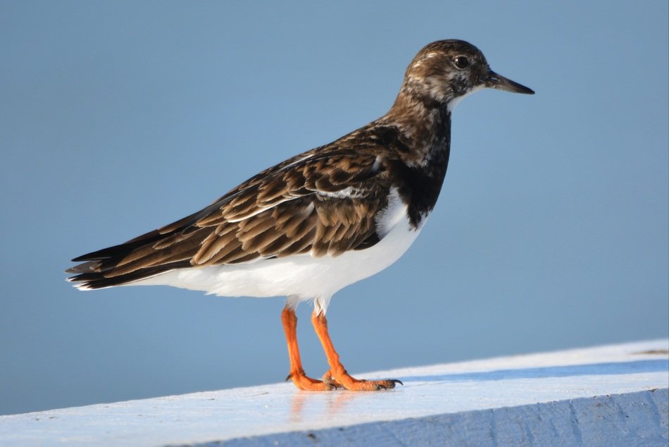 ruddy turnstone in wildlife