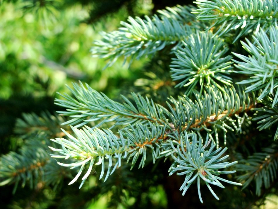 closeup photo of green juicy spruce branch