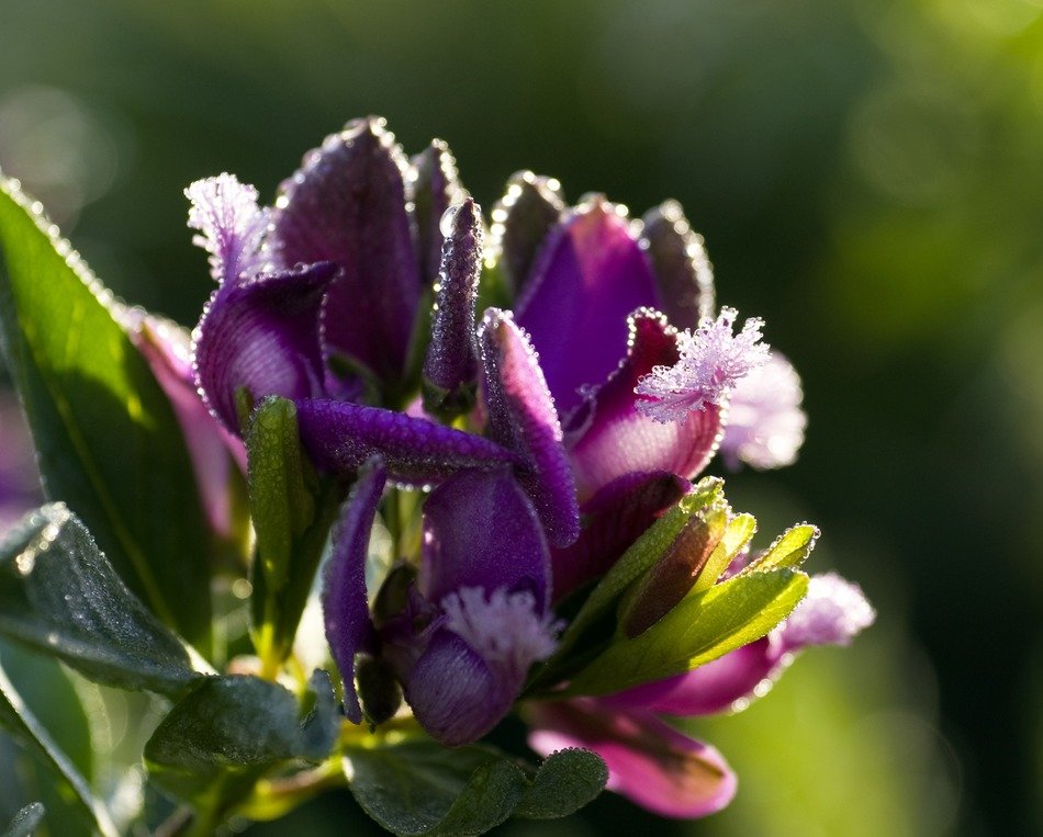 macro photo of purple polygala myrtifolia flower with raindrops on it