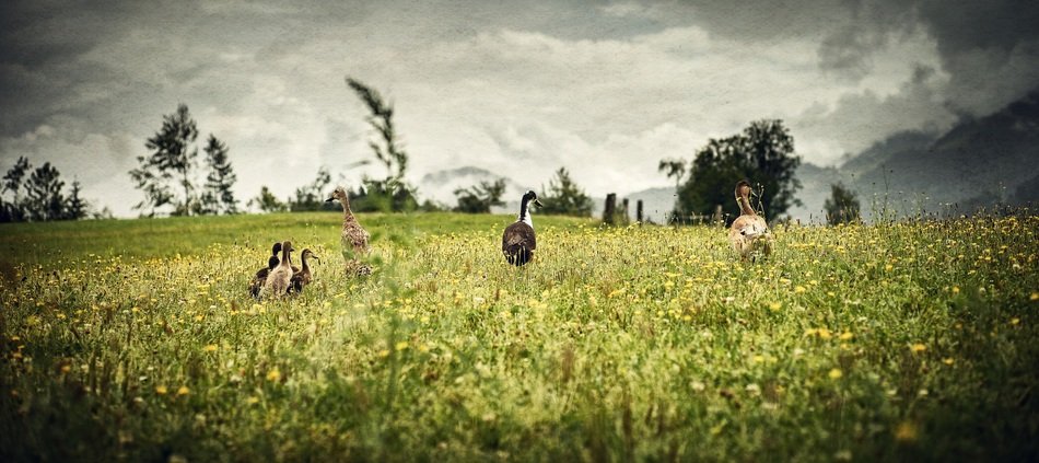 ducks on a spring green meadow