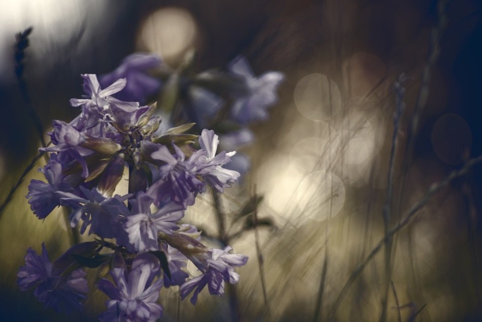 dried blue flowers in the field