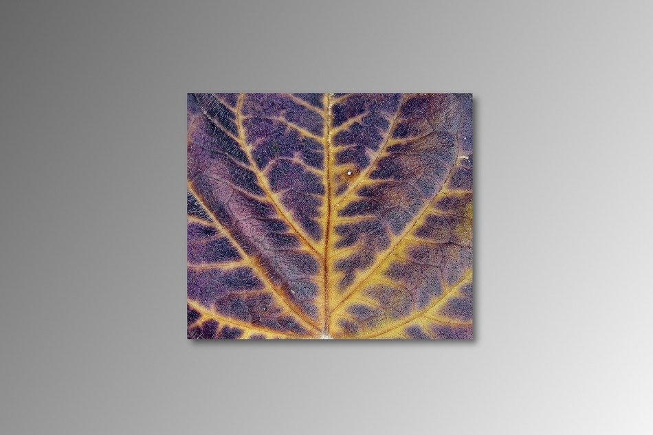 picture of Colorful leaf in the autumn