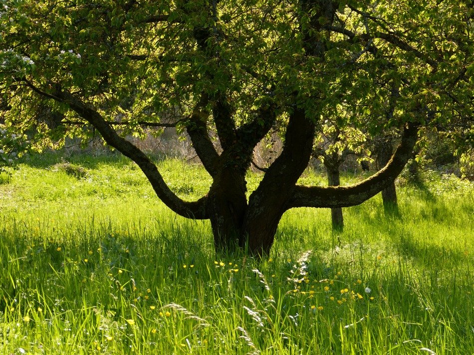 Natural landscape of the meadow