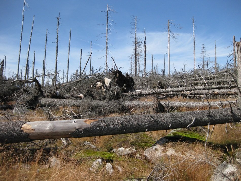 deforestation, fallen trees on ground